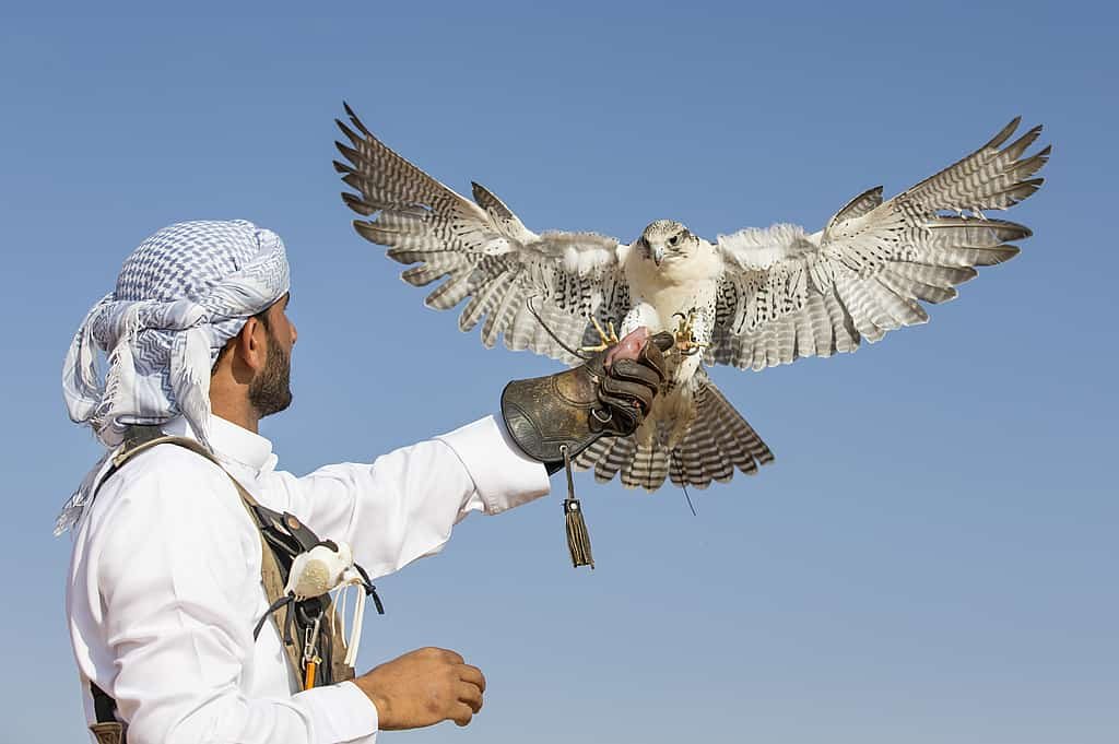 Falcon Photography